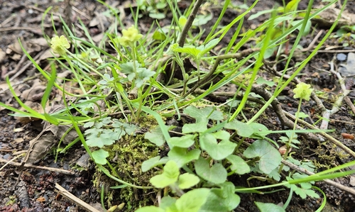Moschatel