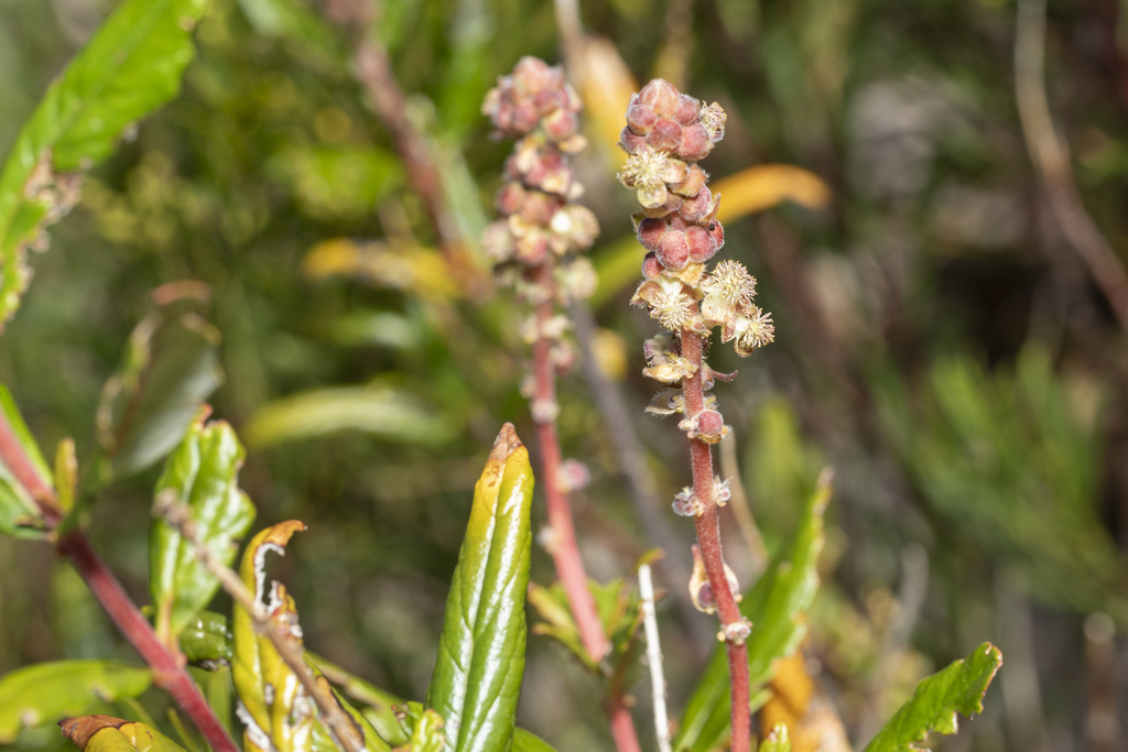 Coast bitter-bush (Adriana quadripartita)