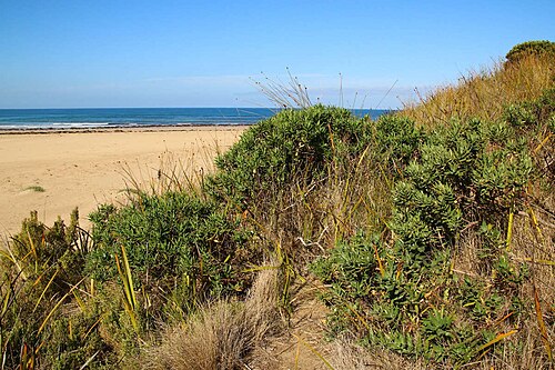 Coast bitter-bush: Bitter bush ( Adriana quadripartita ) in Australia