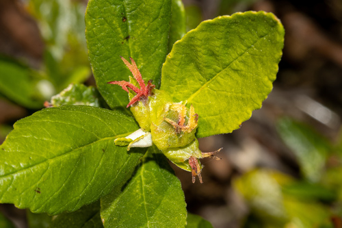 Coast bitter-bush (Adriana quadripartita)