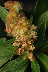Coast bitter-bush (Adriana quadripartita)