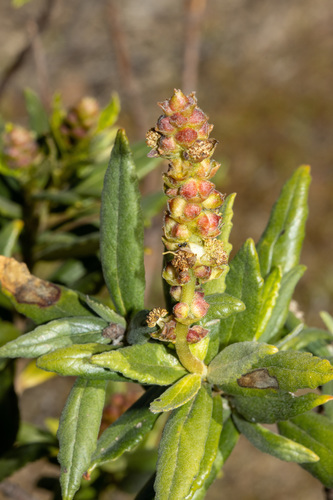 Coast bitter-bush (Adriana quadripartita)