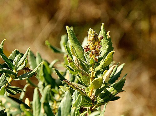 Coast bitter-bush: Bitter bush ( Adriana quadripartita ) in Australia