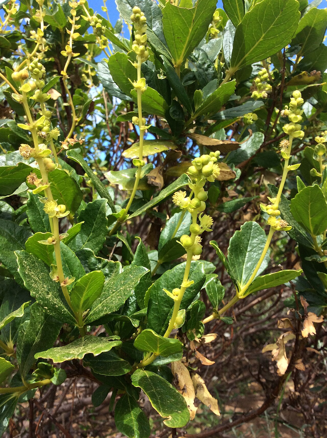 Coast bitter-bush: Adriana quadripartita, Cape Naturaliste, Western Australia