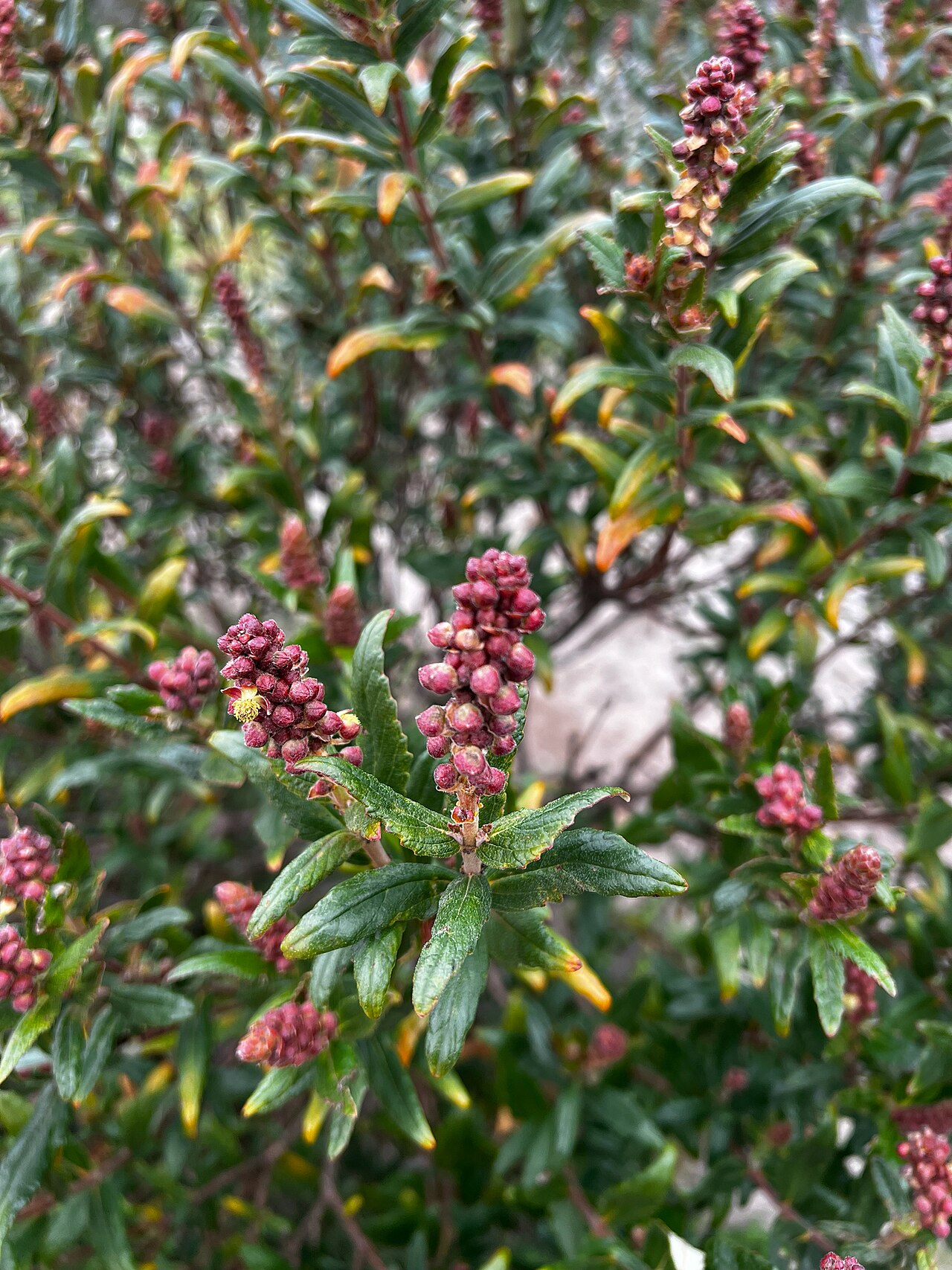 Coast bitter-bush: Bitter bush ( Adriana quadripartita ) in Australia