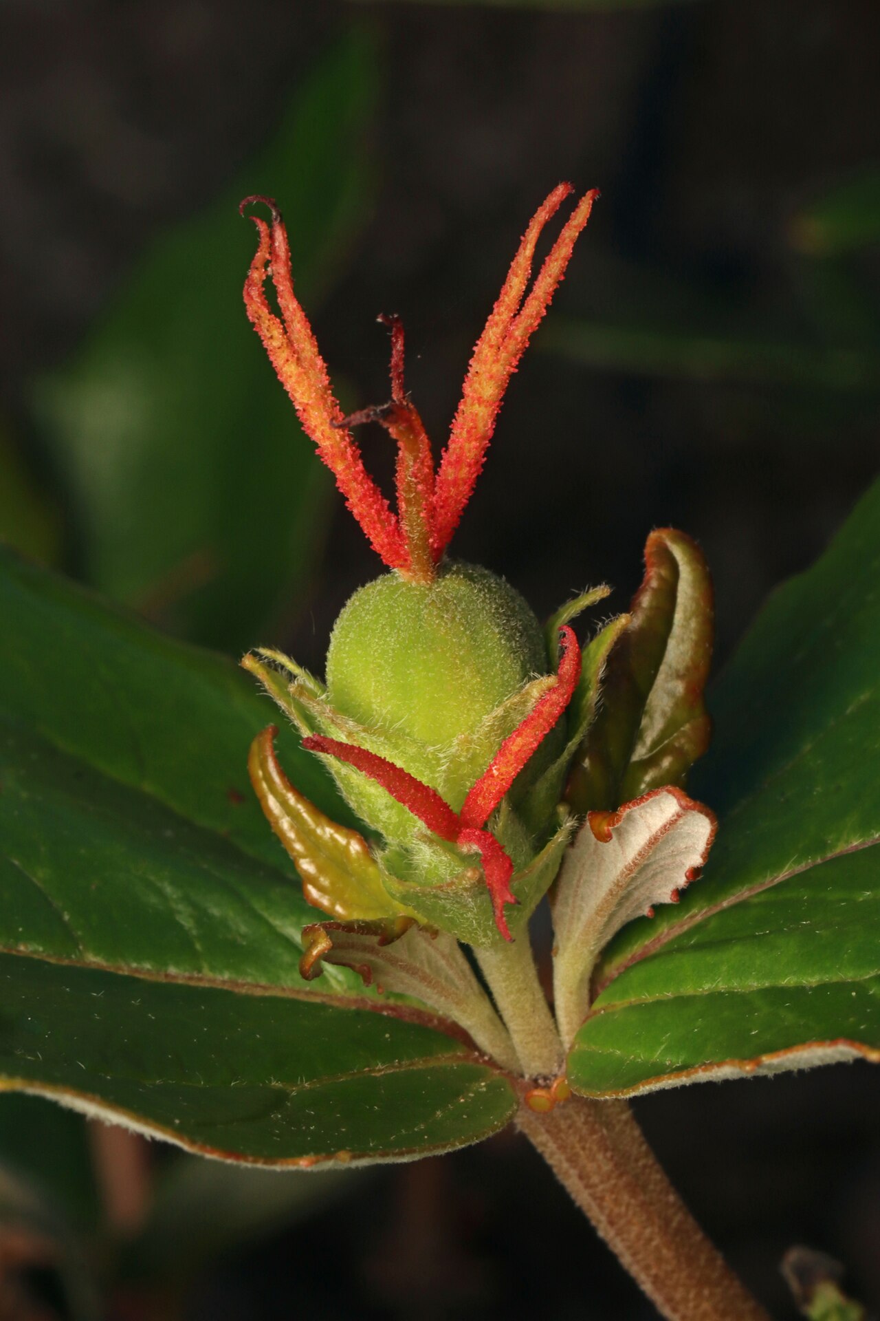 Coast bitter-bush: Bitter bush ( Adriana quadripartita ) in Australia