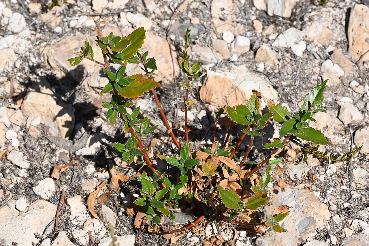 Coast bitter-bush: Bitter bush ( Adriana quadripartita ) in Australia
