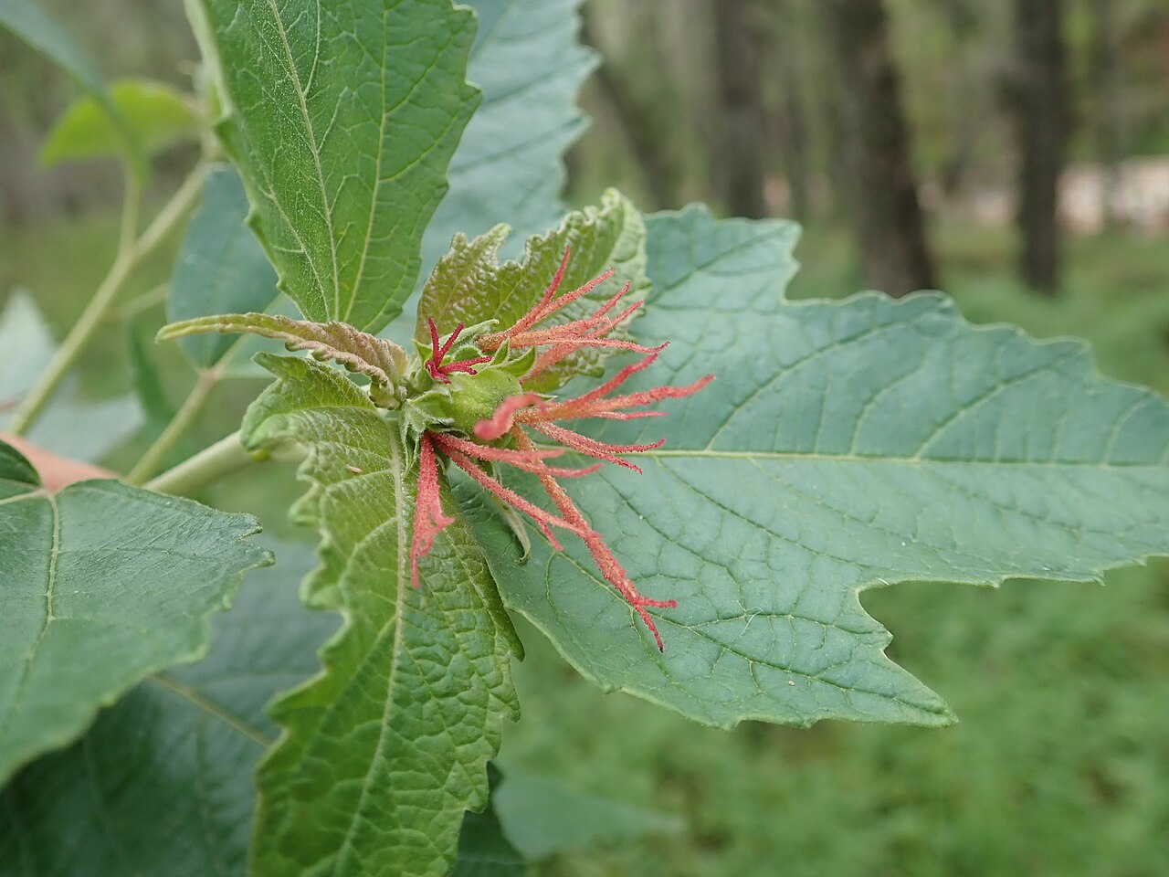 Mallee bitterbush: Adriana tomentosa - female flowers