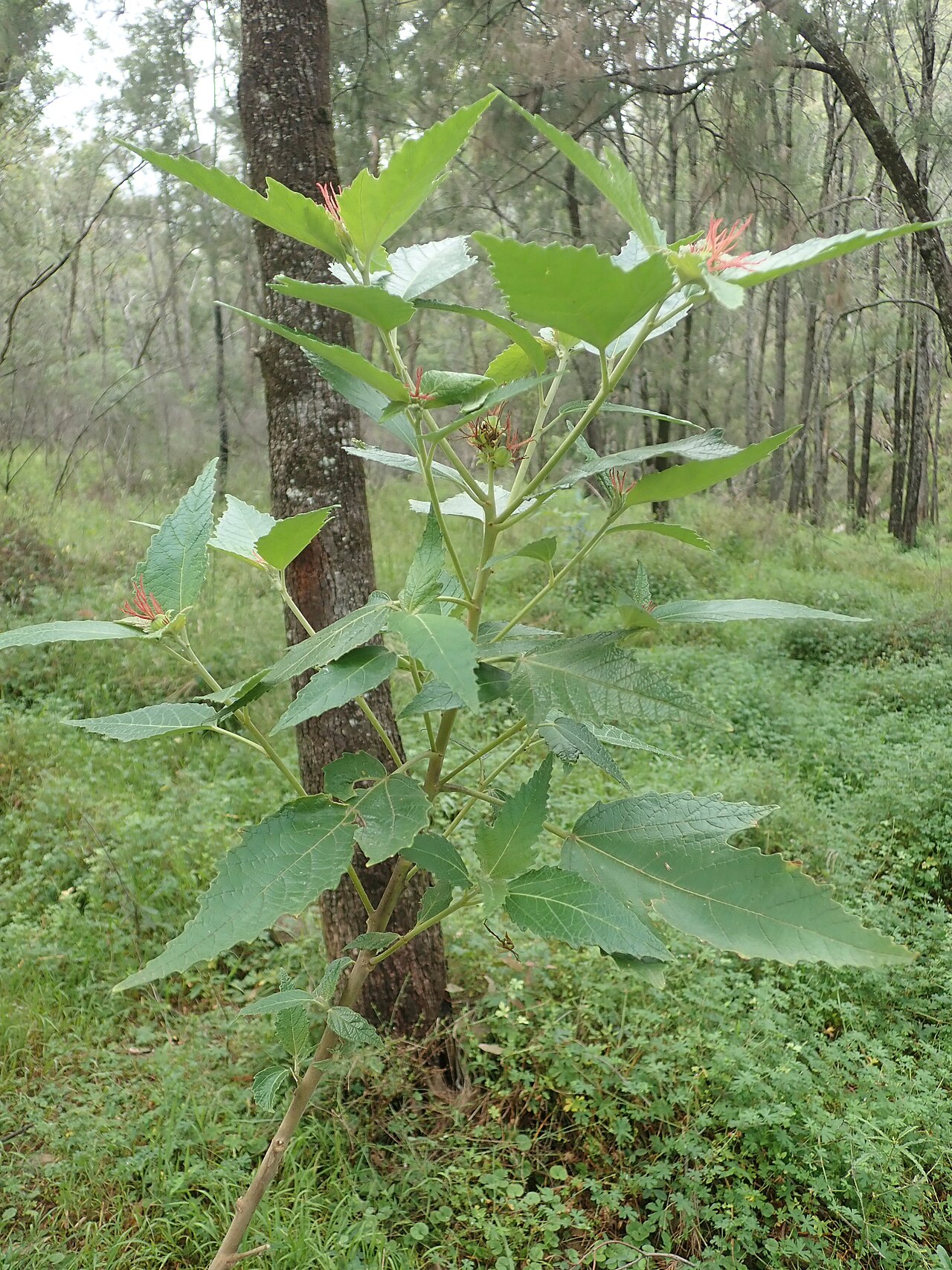 Mallee bitterbush: Adriana tomentosa - habit and habitat