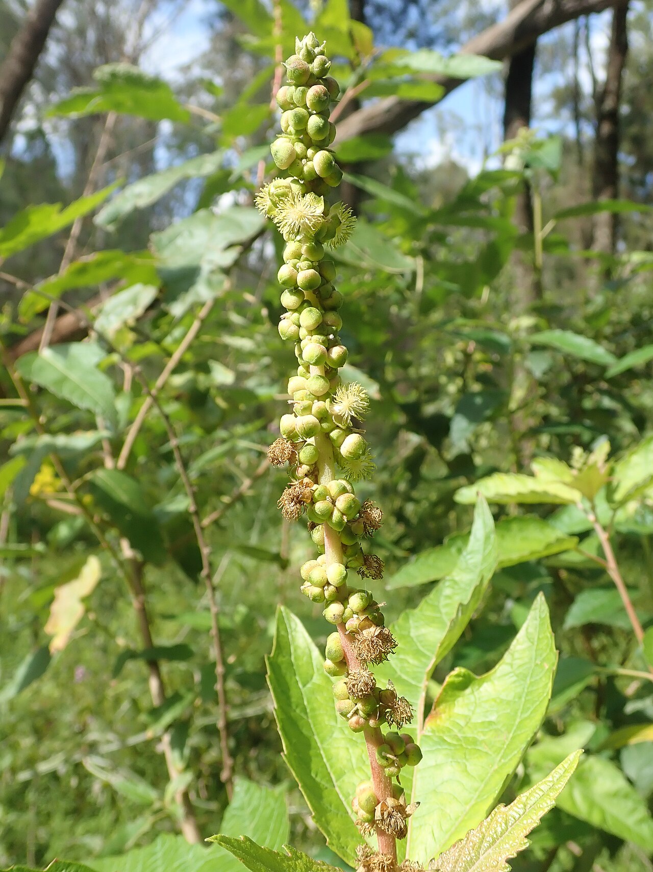 Mallee bitterbush: Adriana tomentosa - male flowers. Upper Bullawa Creek in Mount Kaputar National Park