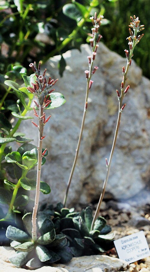 Adromischus cooperi: Plant Adromischus cooperi , The Botanical Gardens of Charles University , Prague , Czech Republic