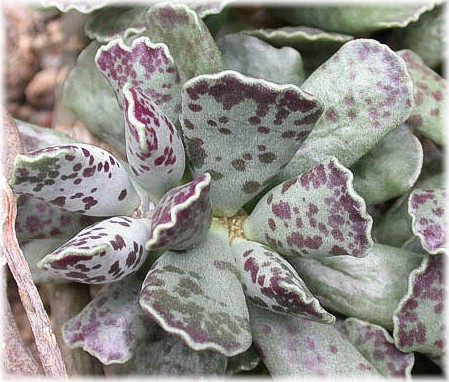 Adromischus cooperi: esemplare di pianta adromischus cooperii - mia elaborazione grafica Categoria:Immagini di vegetali