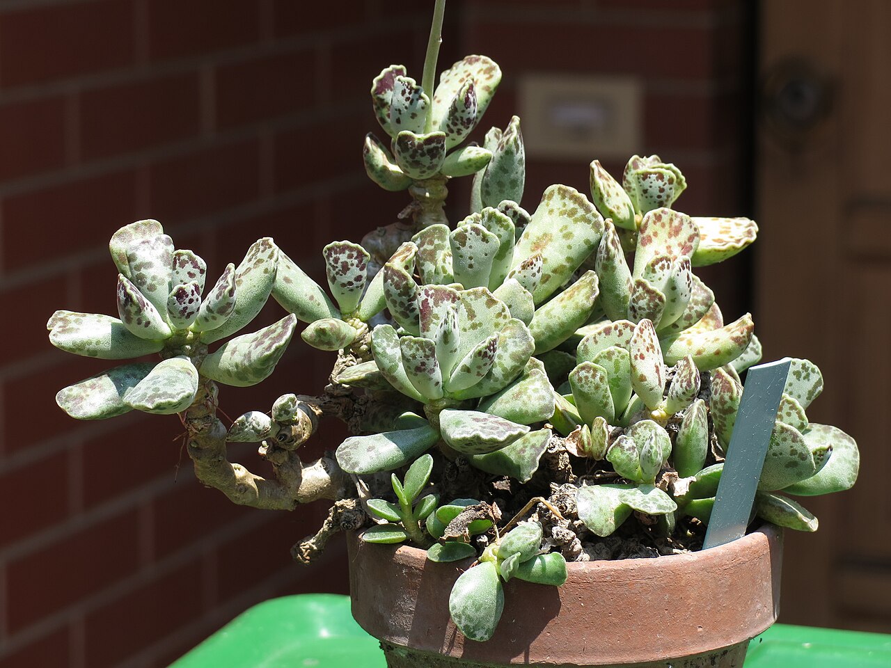 Adromischus cooperi: Adromischus cooperi