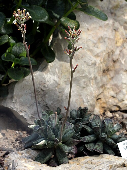 Adromischus cooperi: Plant Adromischus cooperi , The Botanical Gardens of Charles University , Prague , Czech Republic