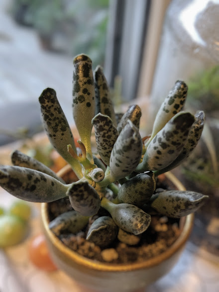 Adromischus cooperi: Adromischus festivus is a succulent plant native to South Africa. Depicted potted, indoors.