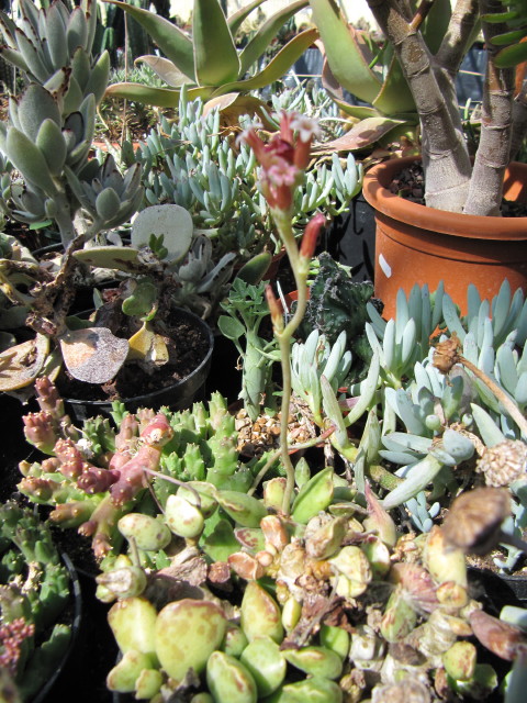 Adromischus cooperi: Amongst other succulents ...