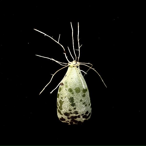 Adromischus cooperi: Adromischus cooperi — Propagation by Leaf Cutting