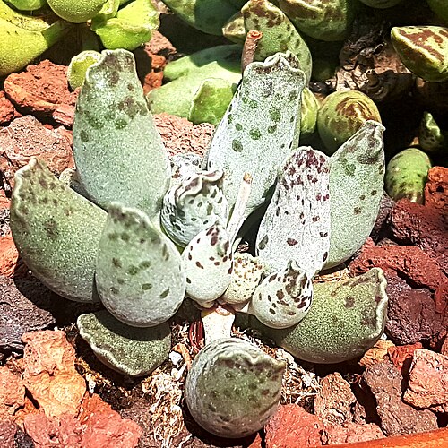 Adromischus cooperi: Adromischus cooperi