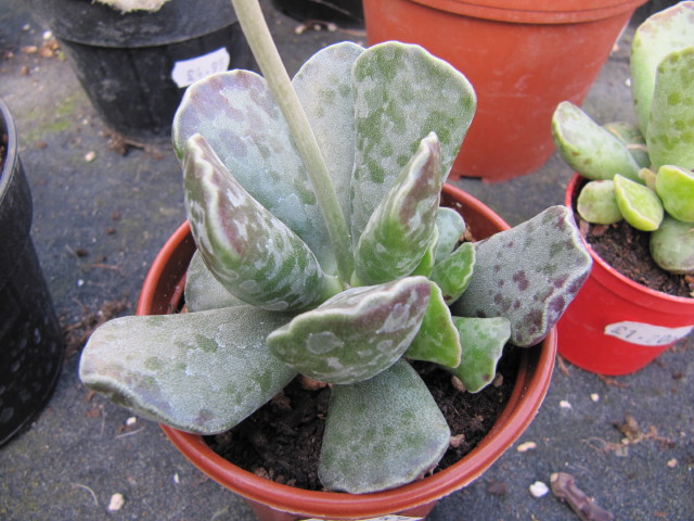 Adromischus cooperi: Adromischus cooperi