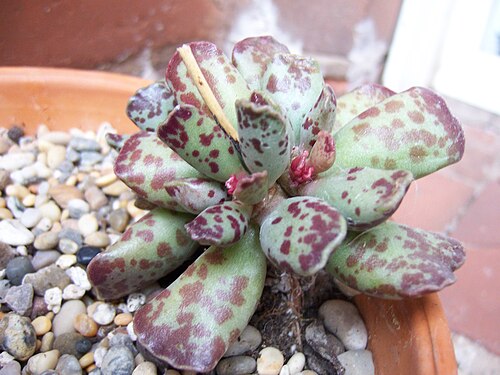 Adromischus cooperi: Andromischus Copperi 'Plover Eggs'