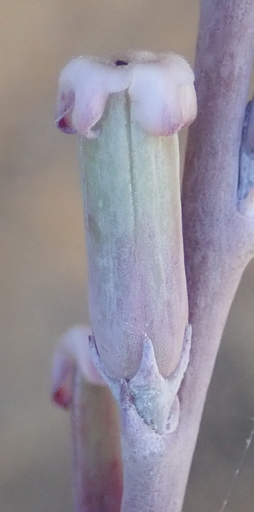 Adromischus cristatus (Adromischus cristatus)