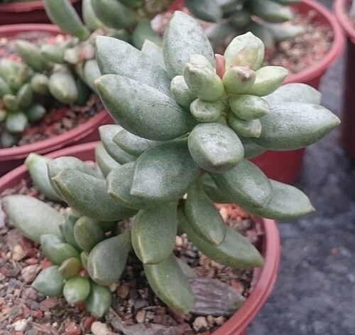 Adromischus cristatus: Adromischus cristatus var. clavifolius in der Kakteen-Gärtnerei Haage, Erfurt