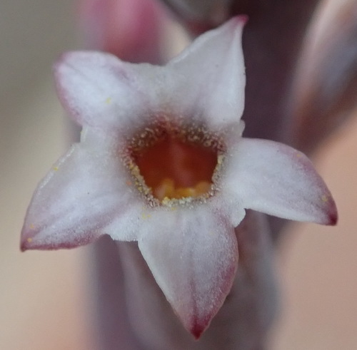 Adromischus cristatus (Adromischus cristatus)