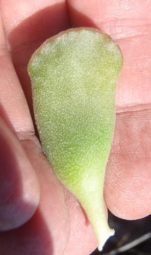 Adromischus cristatus (Adromischus cristatus)