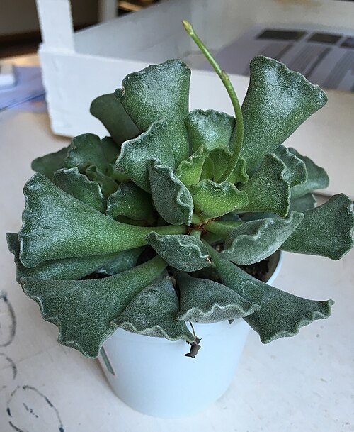 Adromischus cristatus: Adromischus cristatus