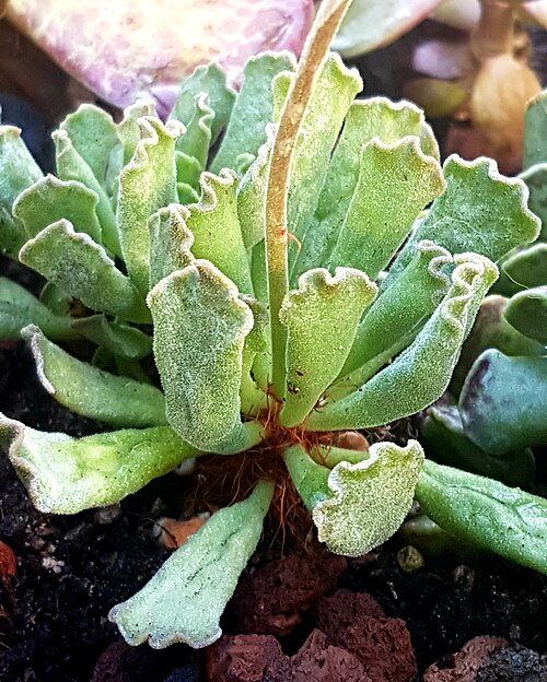 Adromischus cristatus: Adromischus cristaus clavifolius en cultiu