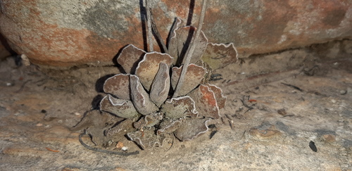 Adromischus cristatus (Adromischus cristatus)