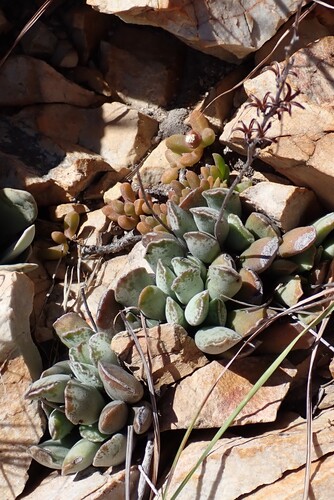 Adromischus cristatus (Adromischus cristatus)