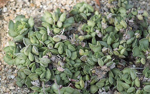Adromischus cristatus: Adromischus cristatus