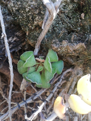 Adromischus cristatus (Adromischus cristatus)