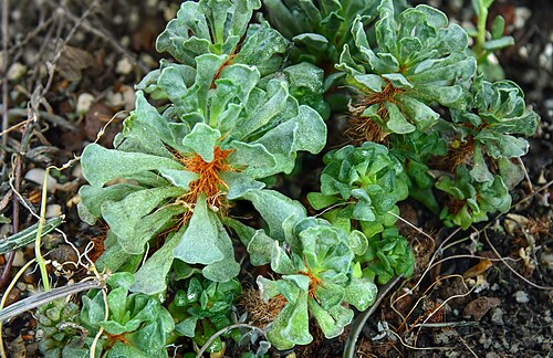 Adromischus cristatus: Adromischus cristatus