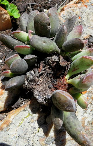Adromischus cristatus (Adromischus cristatus)