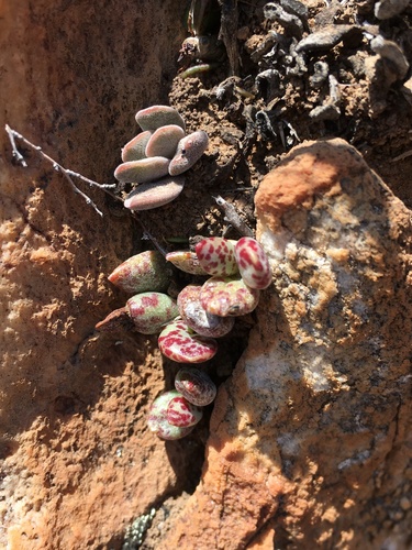 Adromischus filicaulis (Adromischus filicaulis)