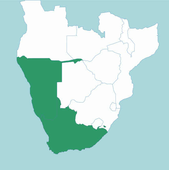 Adromischus filicaulis: Map of Adromischus filicaulis endemic range.