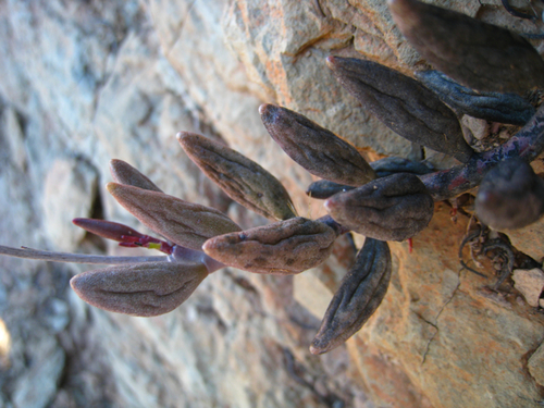 Adromischus filicaulis (Adromischus filicaulis)