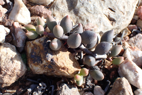 Adromischus filicaulis (Adromischus filicaulis)