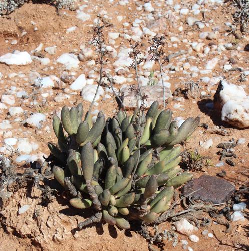 Adromischus filicaulis (Adromischus filicaulis)