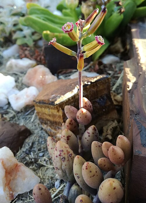 Adromischus filicaulis: Adromischus filicaulis in flower
