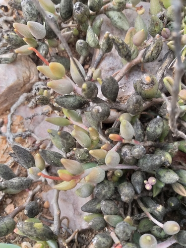Adromischus filicaulis (Adromischus filicaulis)