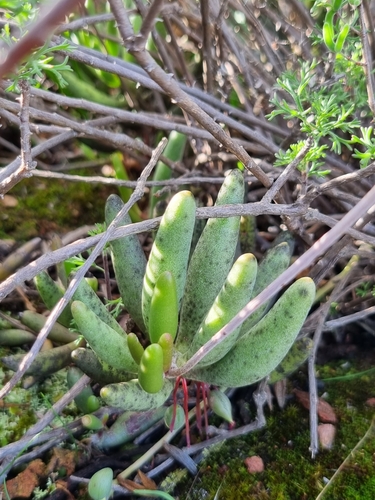 Adromischus filicaulis (Adromischus filicaulis)