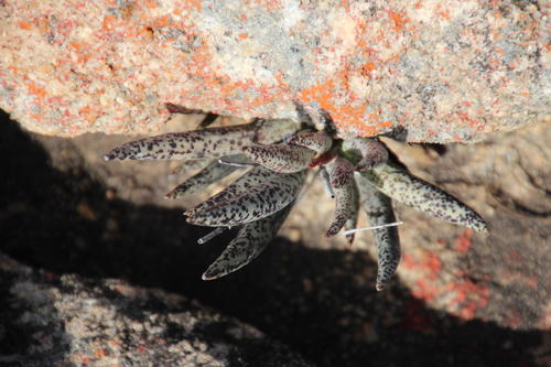 Adromischus filicaulis (Adromischus filicaulis)