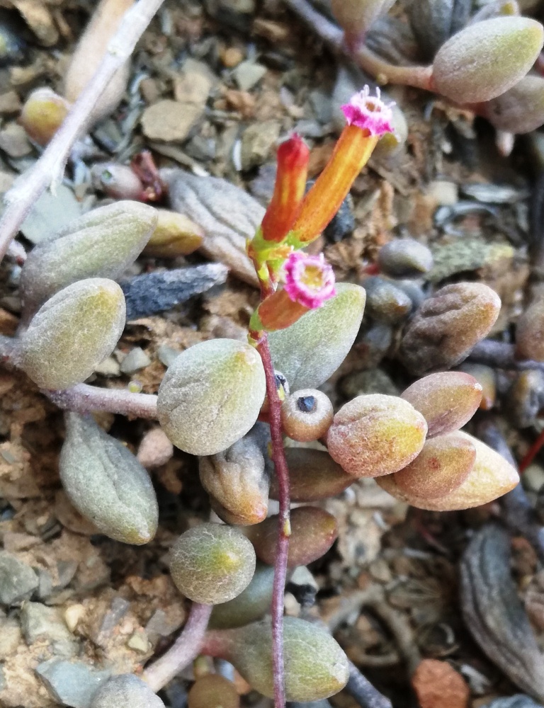 Adromischus filicaulis: Adromischus filicaulis South Africa