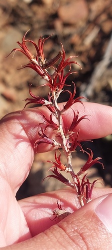 Adromischus filicaulis (Adromischus filicaulis)