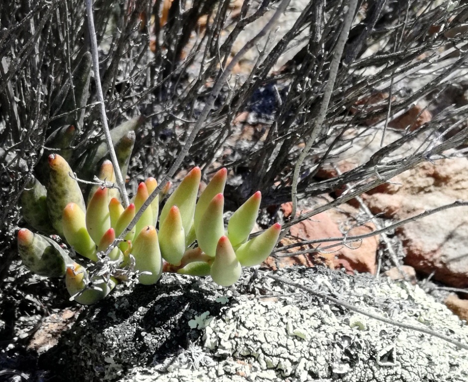 Adromischus filicaulis: Touwsrivier - Adromischus filicaulis