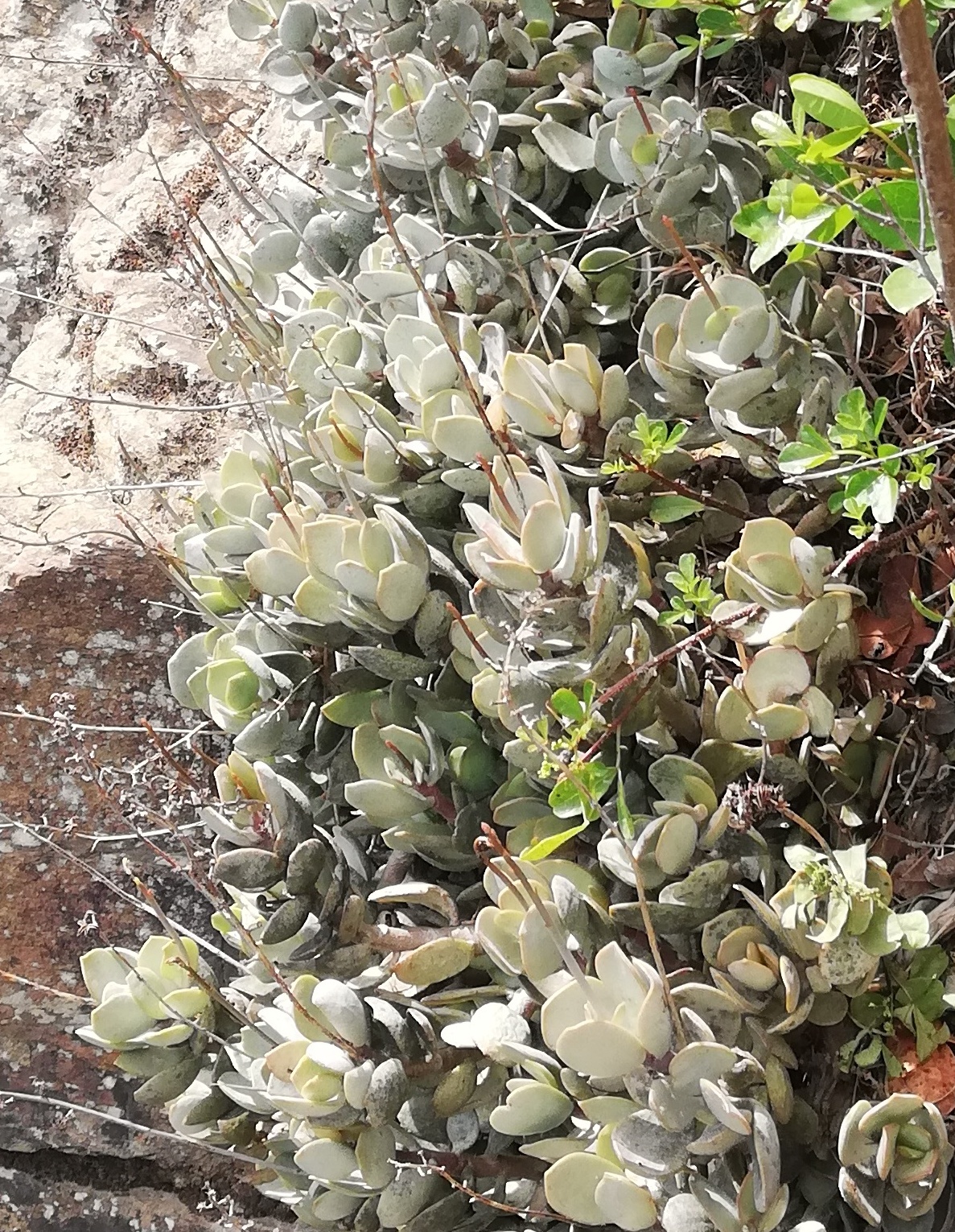 Plover-eggs: Adromischus hemisphaericus on Table Mountain