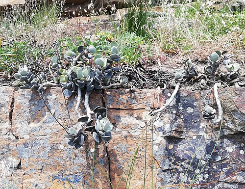 Plover-eggs: Adromischus hemisphaericus on Table Mountain